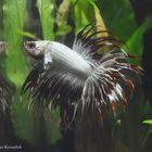 Kampffisch, Betta splendens (Crowntail)