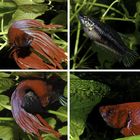 Kampffisch (Betta splendens) Paarung