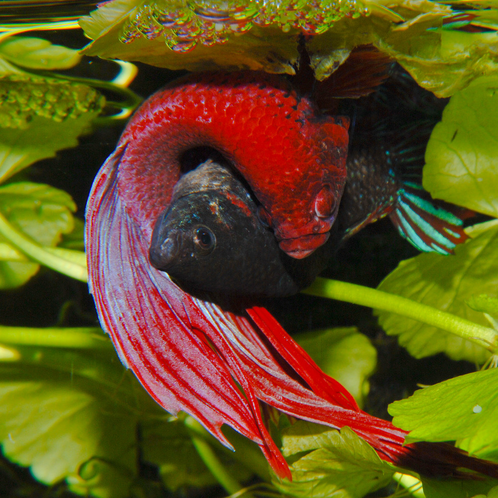 Kampffisch (Betta splendens) Paarung III