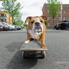 Kampfgeist - Englische Bulldog-Dame auf Skateboard