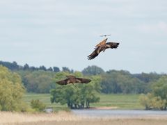 Kampfhähne und Neider....