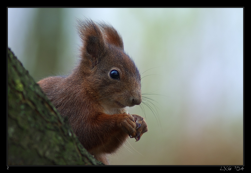 kampf.hörnchen.