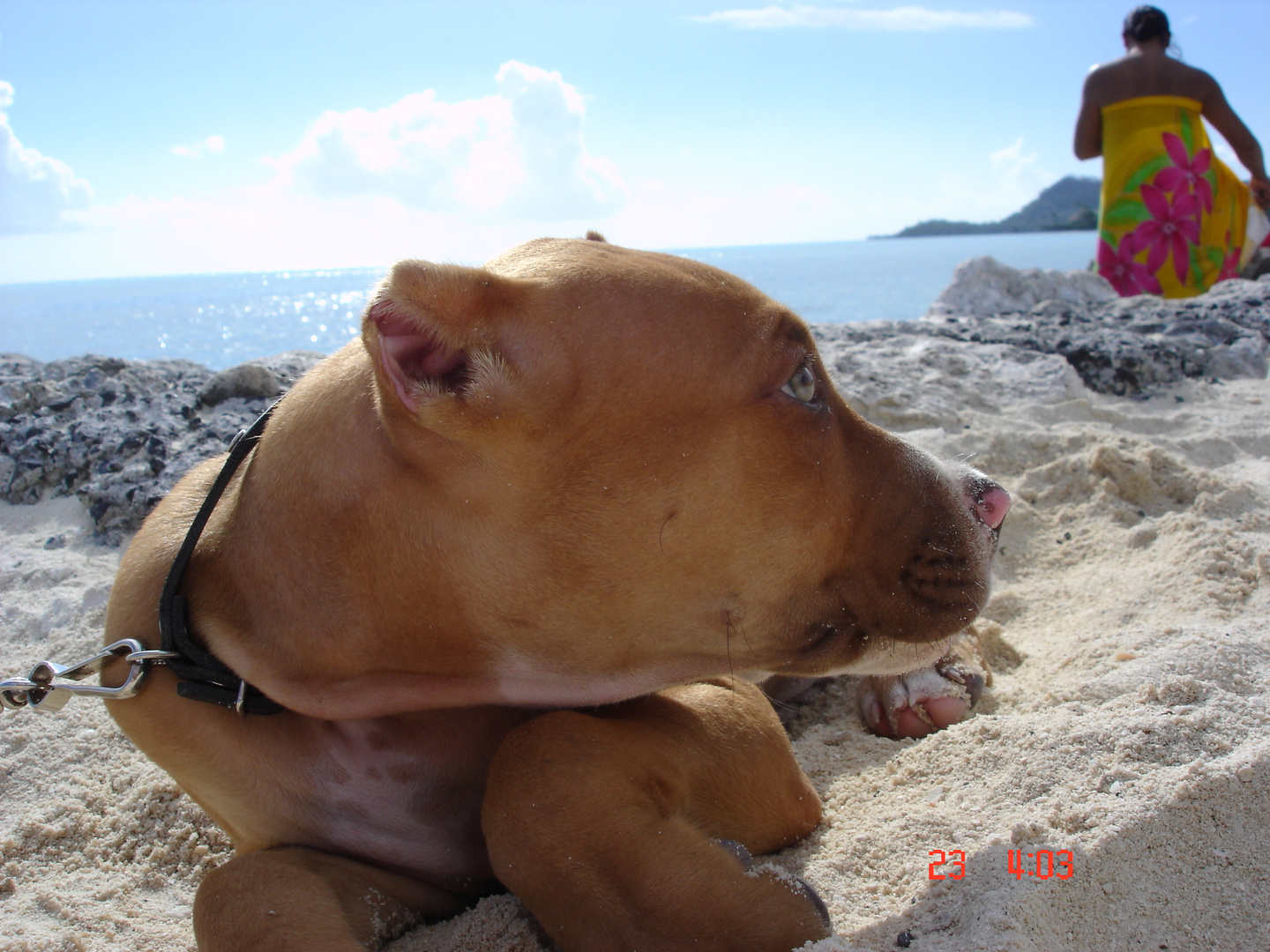 " Kampfhund " auf Bora Bora