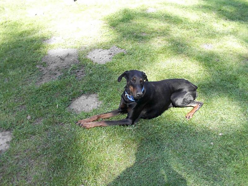 (Kampf)hund im Stadtpark