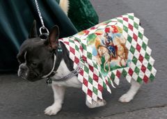 Kampfhund, Spezialisierung Wadenbeißer bei Ritterturnieren