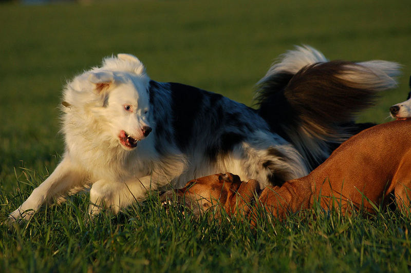 "Kampfhunde"