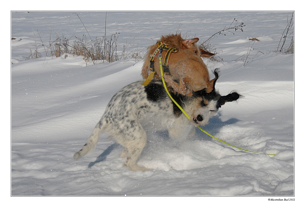 Kampfhunde in action