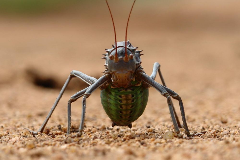 Kampfinsekt Namibia