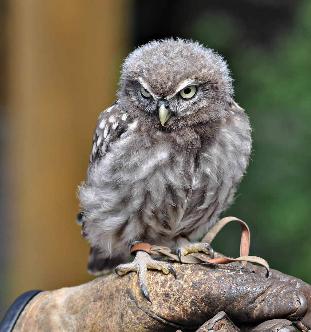 "Kampfkäuzchen" HERA