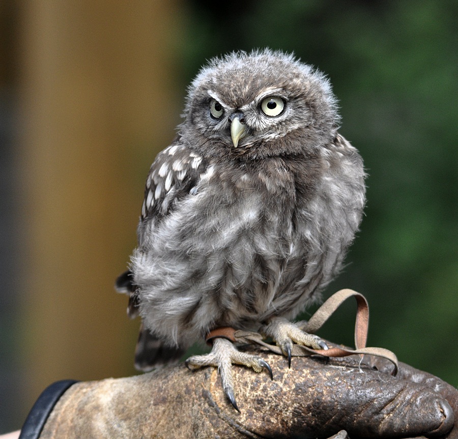 Kampfkäuzchen HERA