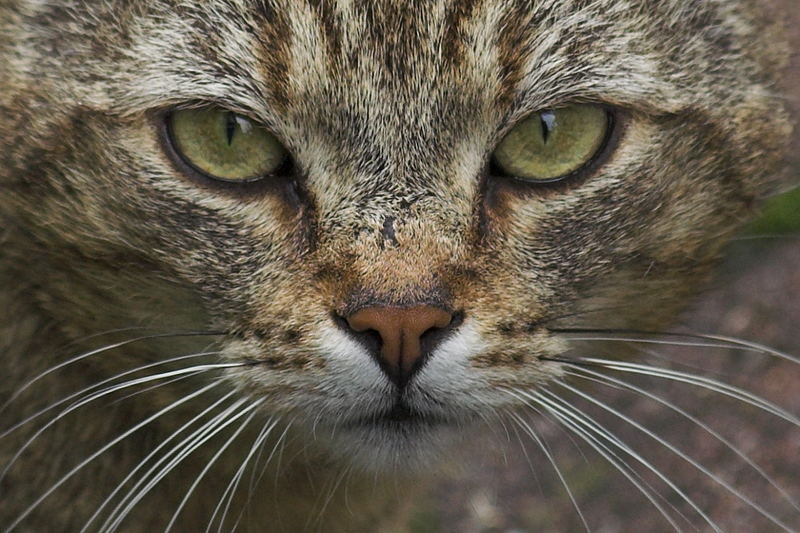 Kampfkater