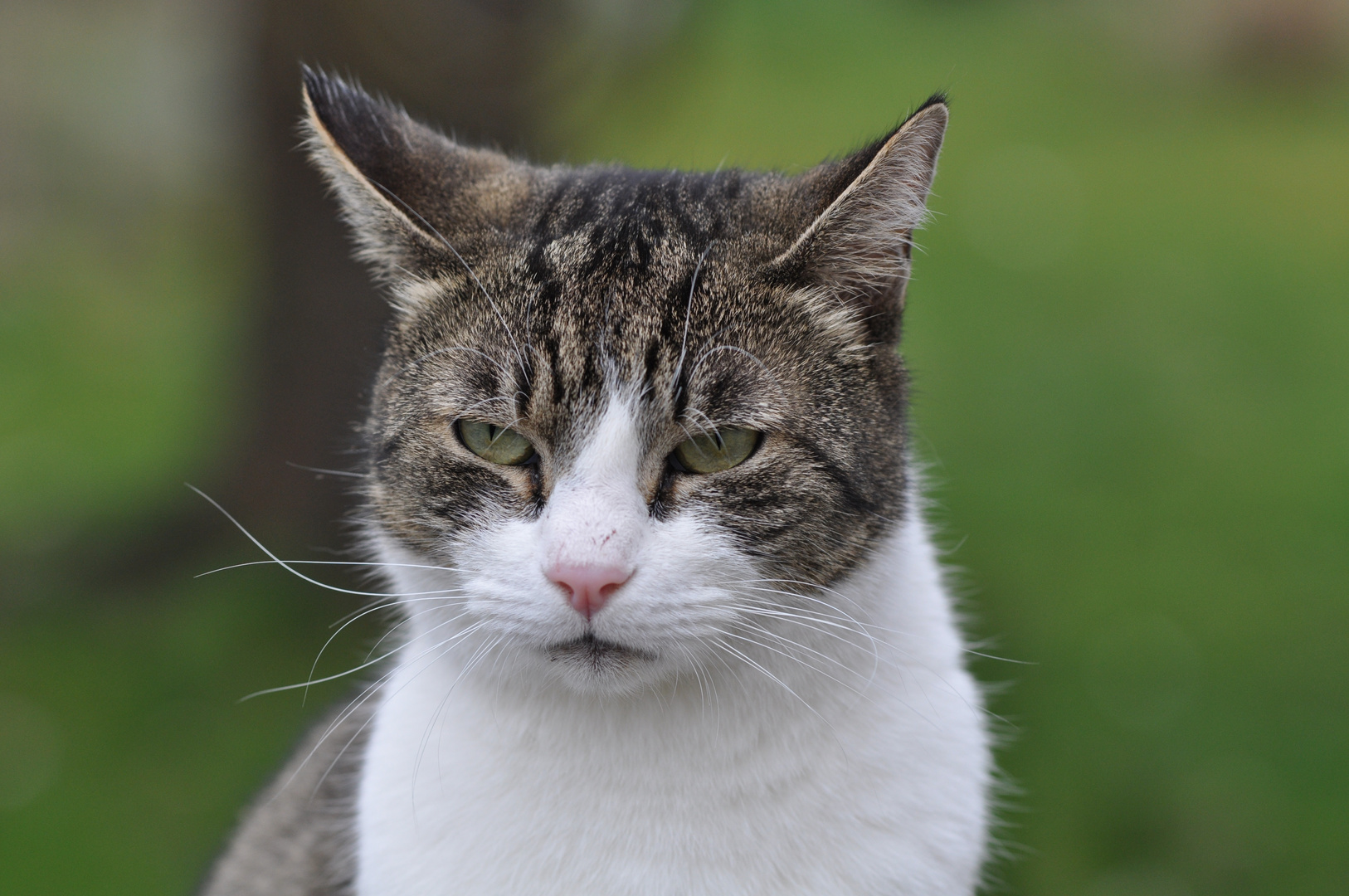 Kampfkater Archie