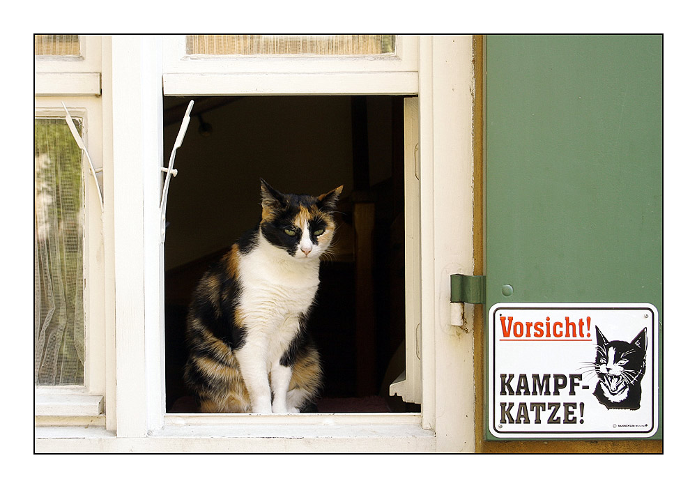 Kampfkatze