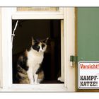 Kampfkatze