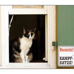 Kampfkatze