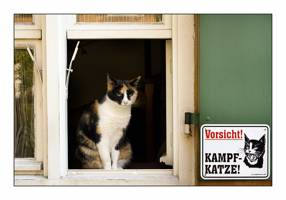 Kampfkatze (Fensterrahmen dunkler)