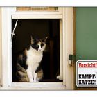 Kampfkatze (Fensterrahmen dunkler)