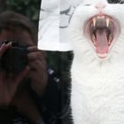 Kampfkatze vs. Canon....