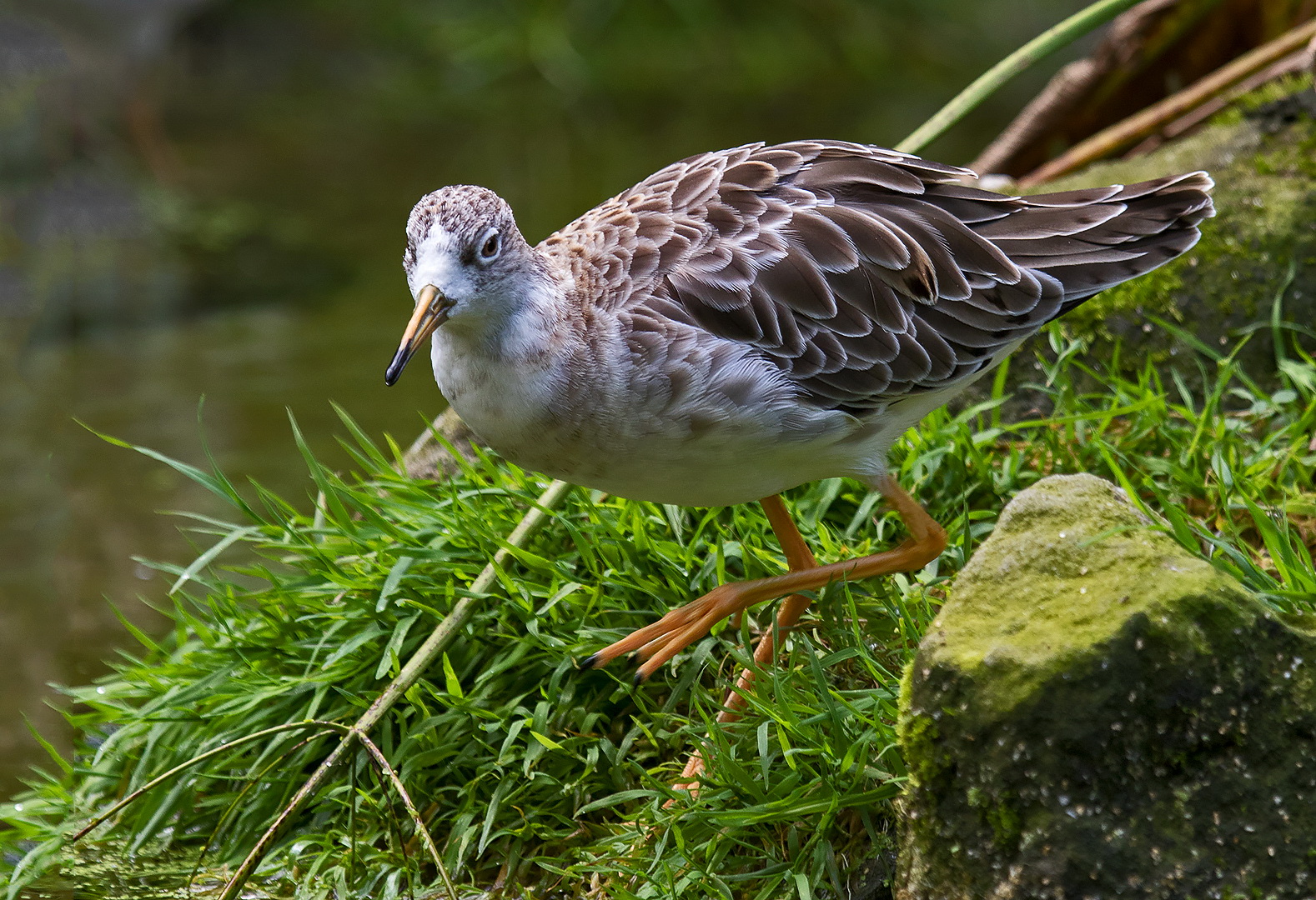 Kampfläufer 001