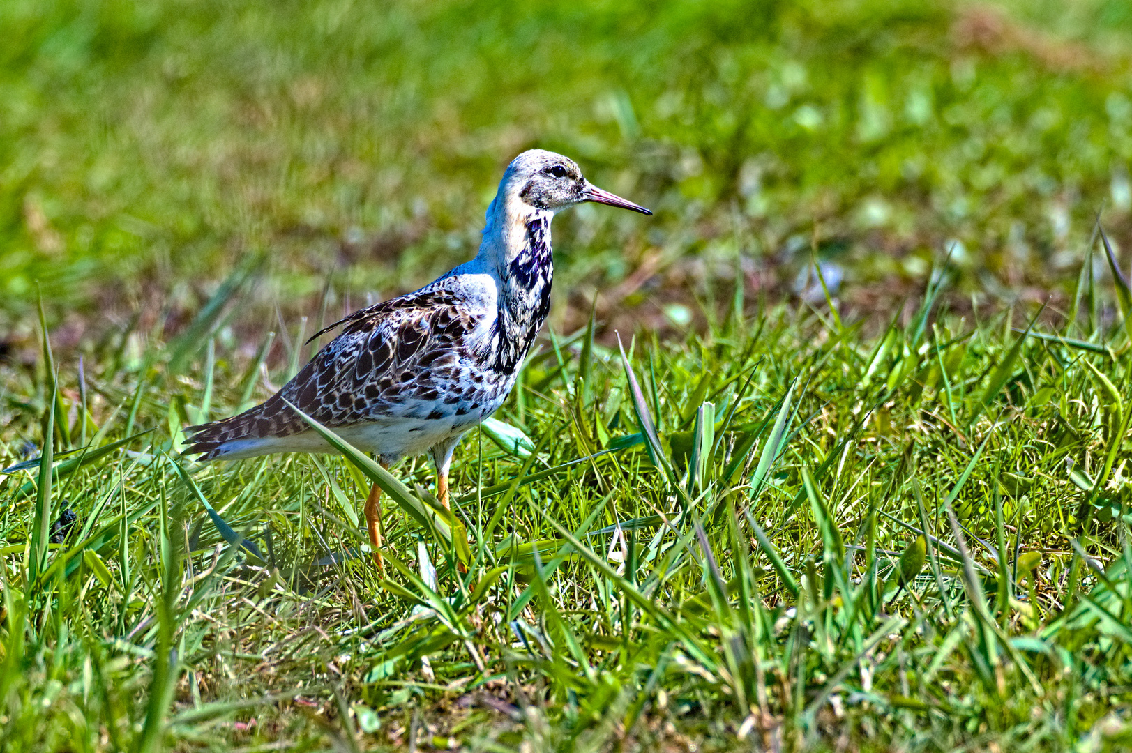 Kampfläufer 04.2020