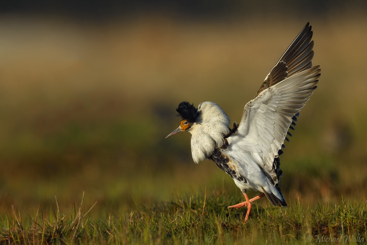 Kampfläufer