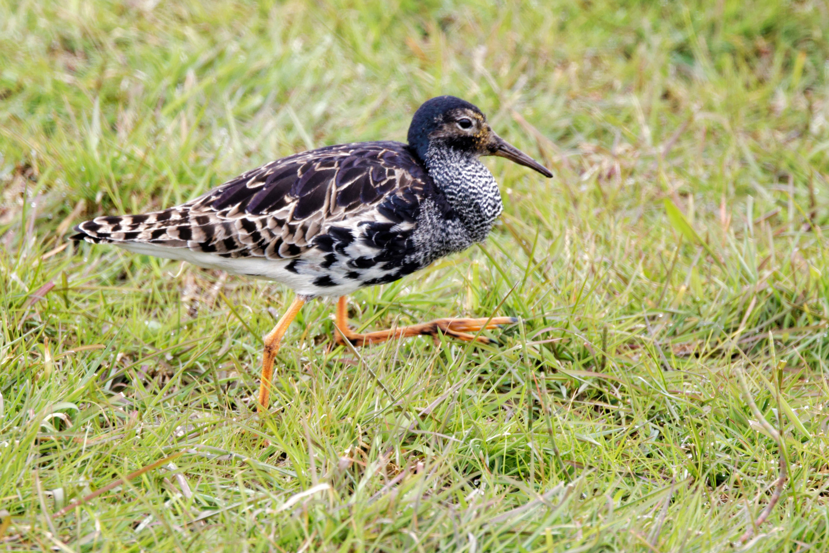 Kampfläufer