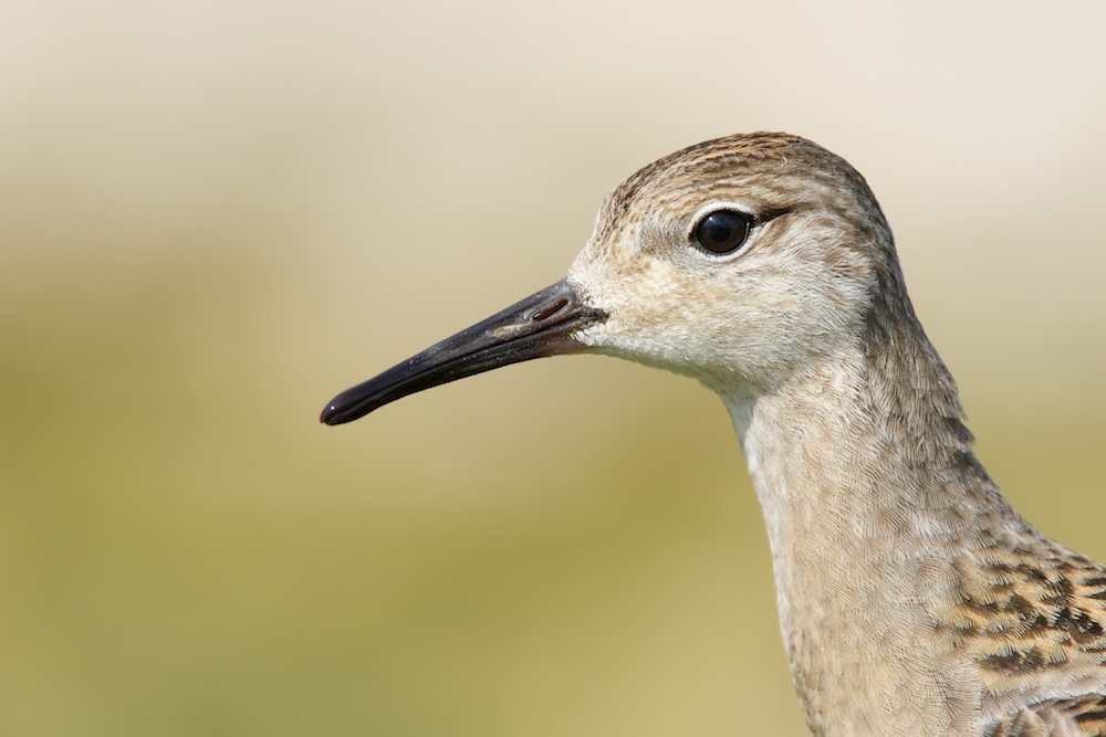 Kampfläufer #3, Portrait