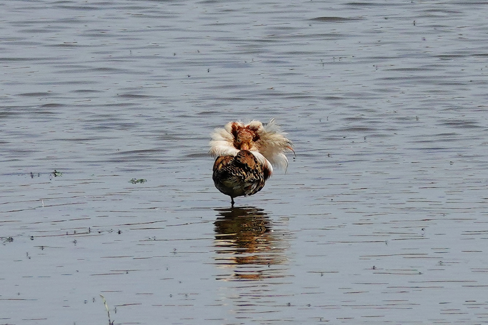 KAMPFLÄUFER