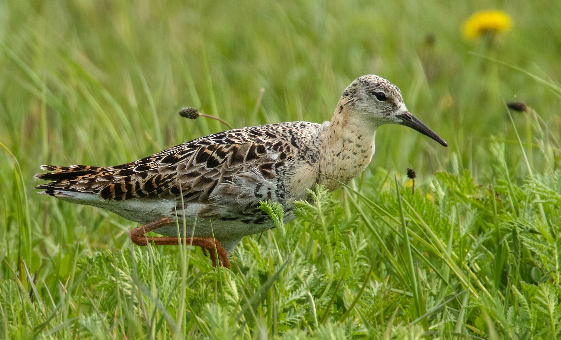 Kampfläufer 