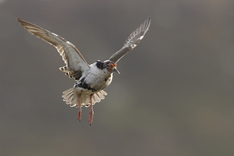 Kampfläufer