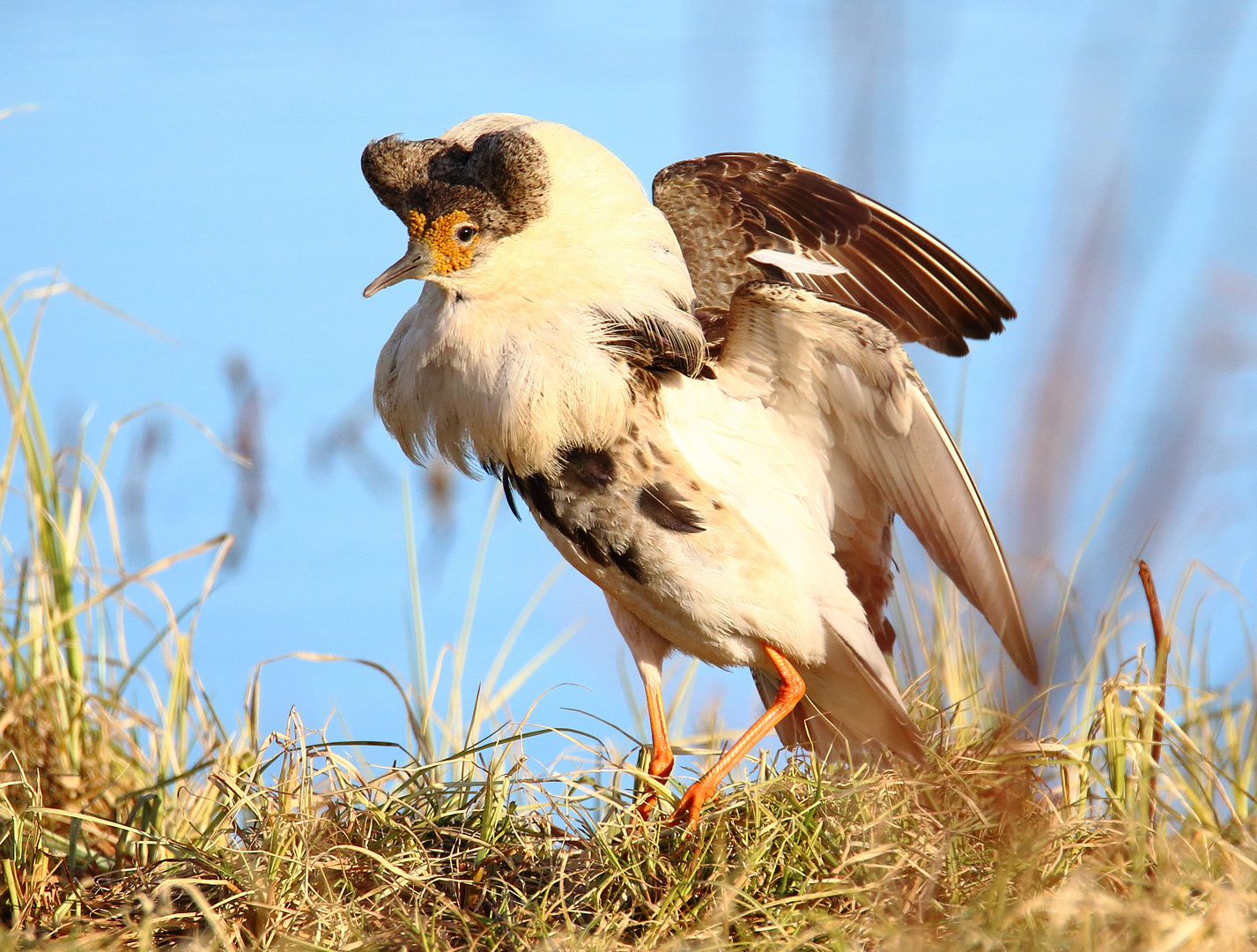 Kampfläufer