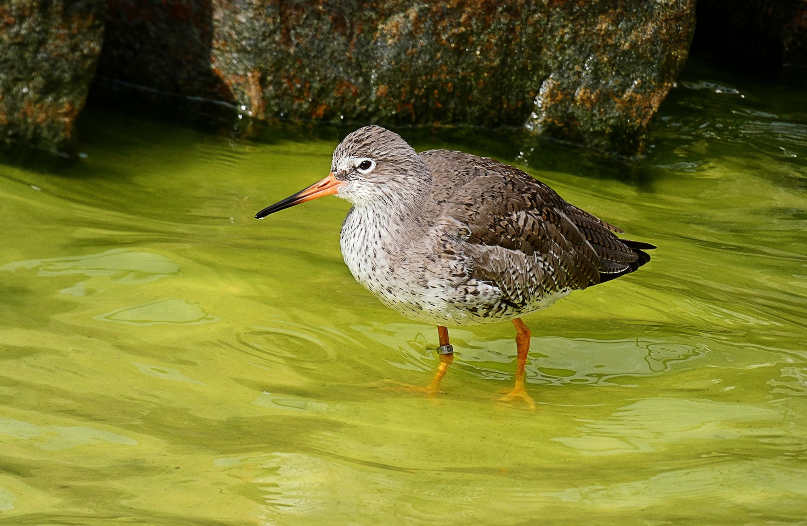 Kampfläufer