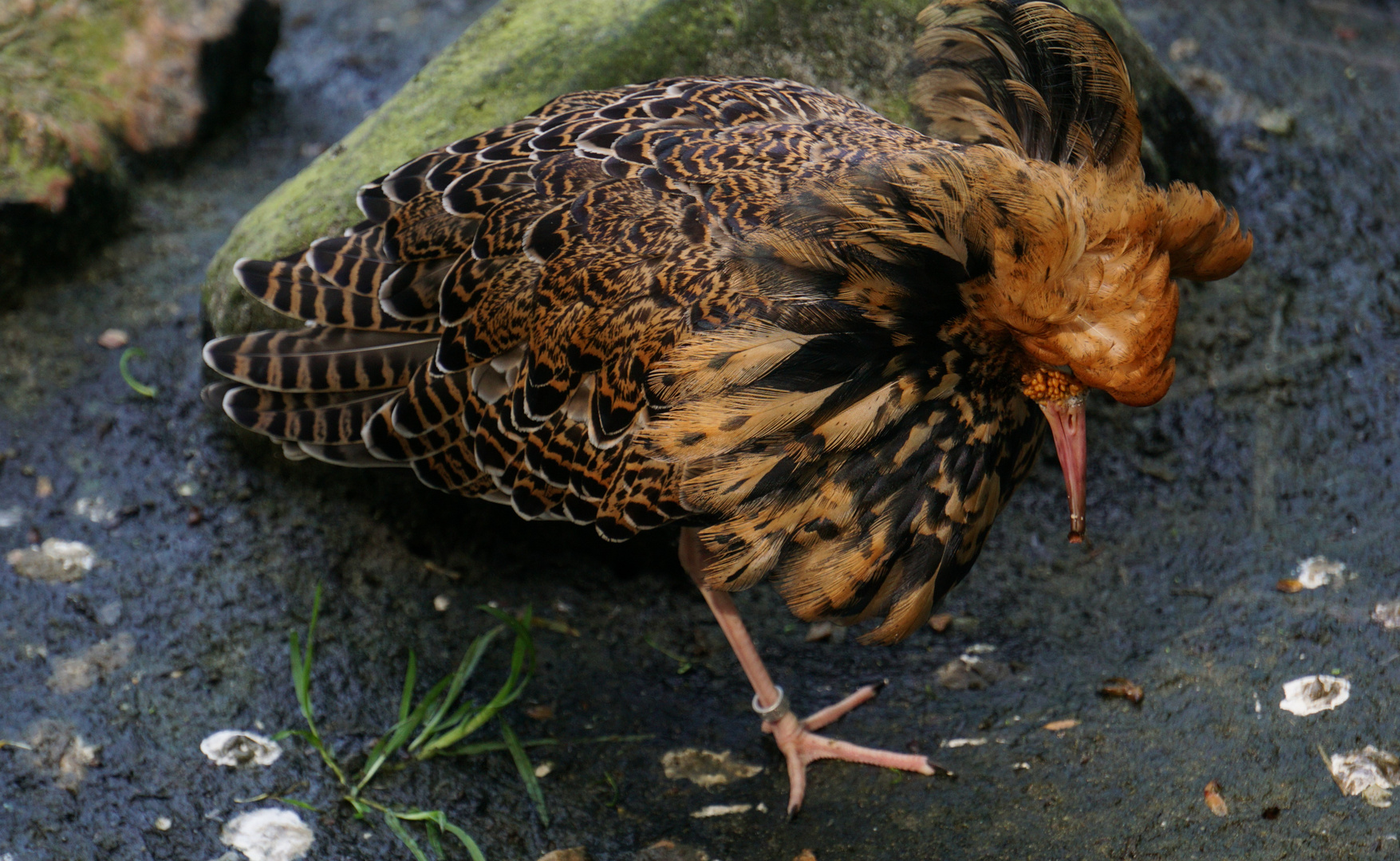 Kampfläufer