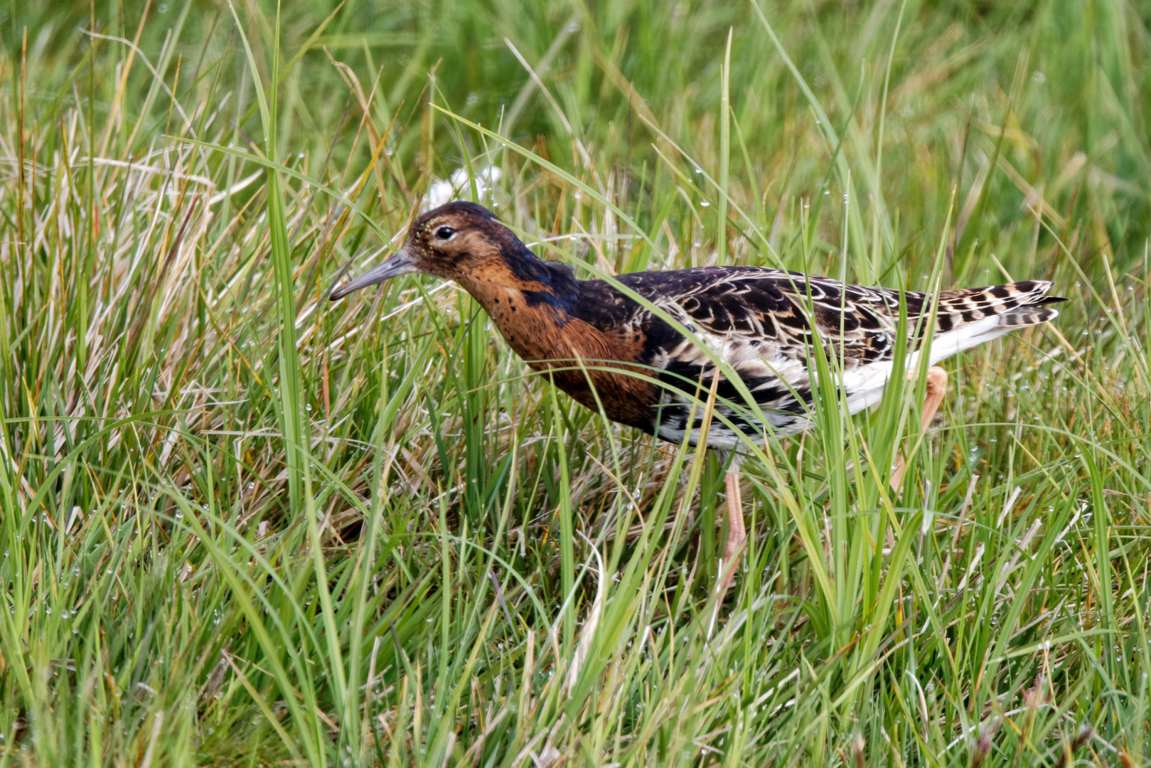 Kampfläufer