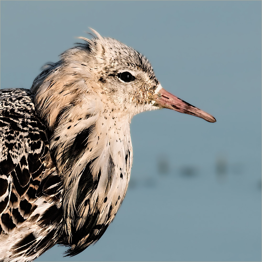 Kampfläufer a la Hyronimus Bosch