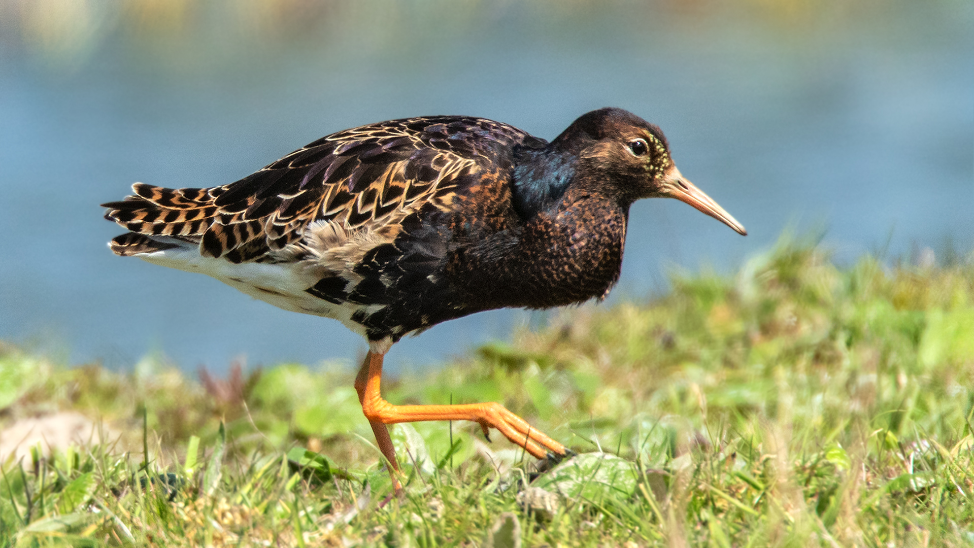 Kampfläufer