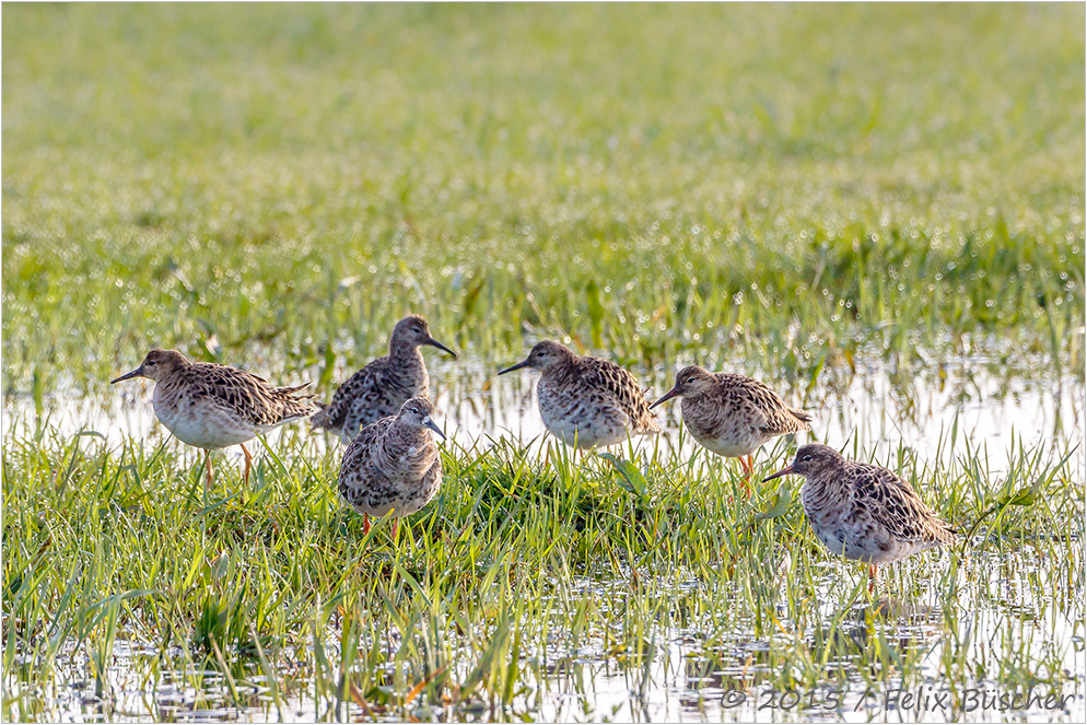 Kampfläufer bei uns im Moor