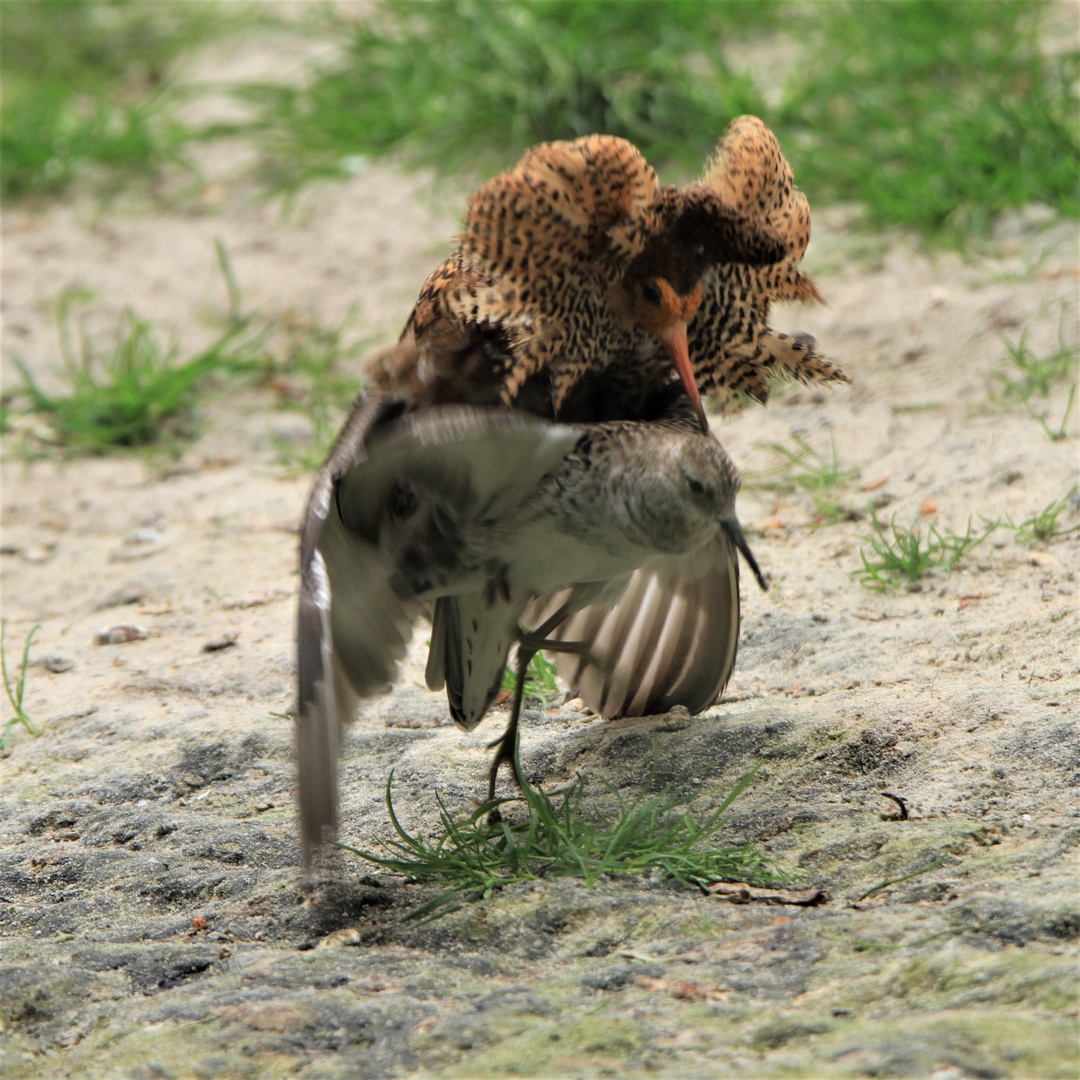 Kampfläufer beim Sex