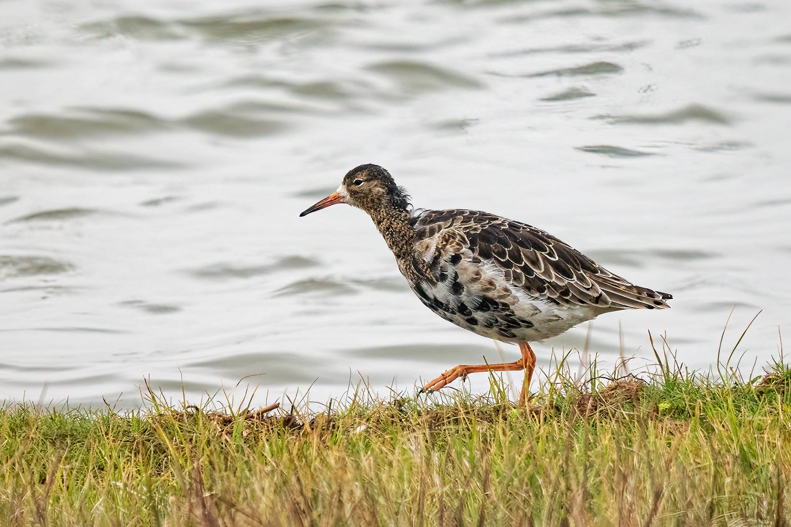 Kampfläufer (Calidris pugnax)