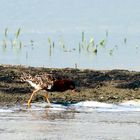 Kampfläufer ( Calidris pugnax )