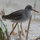 Kampfläufer (Calidris pugnax)