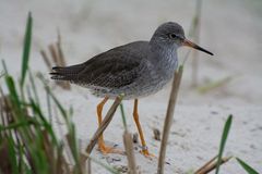 Kampfläufer (Calidris pugnax)