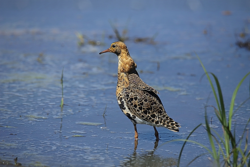 Kampfläufer (Calidris pugnax) - männlich