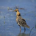 Kampfläufer (Calidris pugnax) - männlich