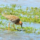 Kampfläufer (Calidris pugnax), ruff, combatiente