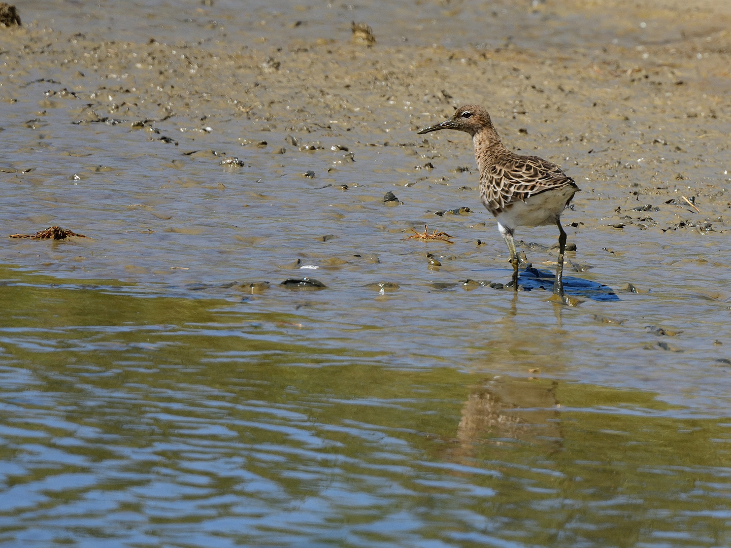 Kampfläufer, (Calidris pugnax), ruff, Combatiente