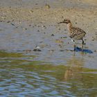 Kampfläufer, (Calidris pugnax), ruff, Combatiente