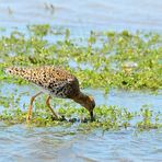 Kampfläufer (Calidris pugnax), Ruff, Combatiente 