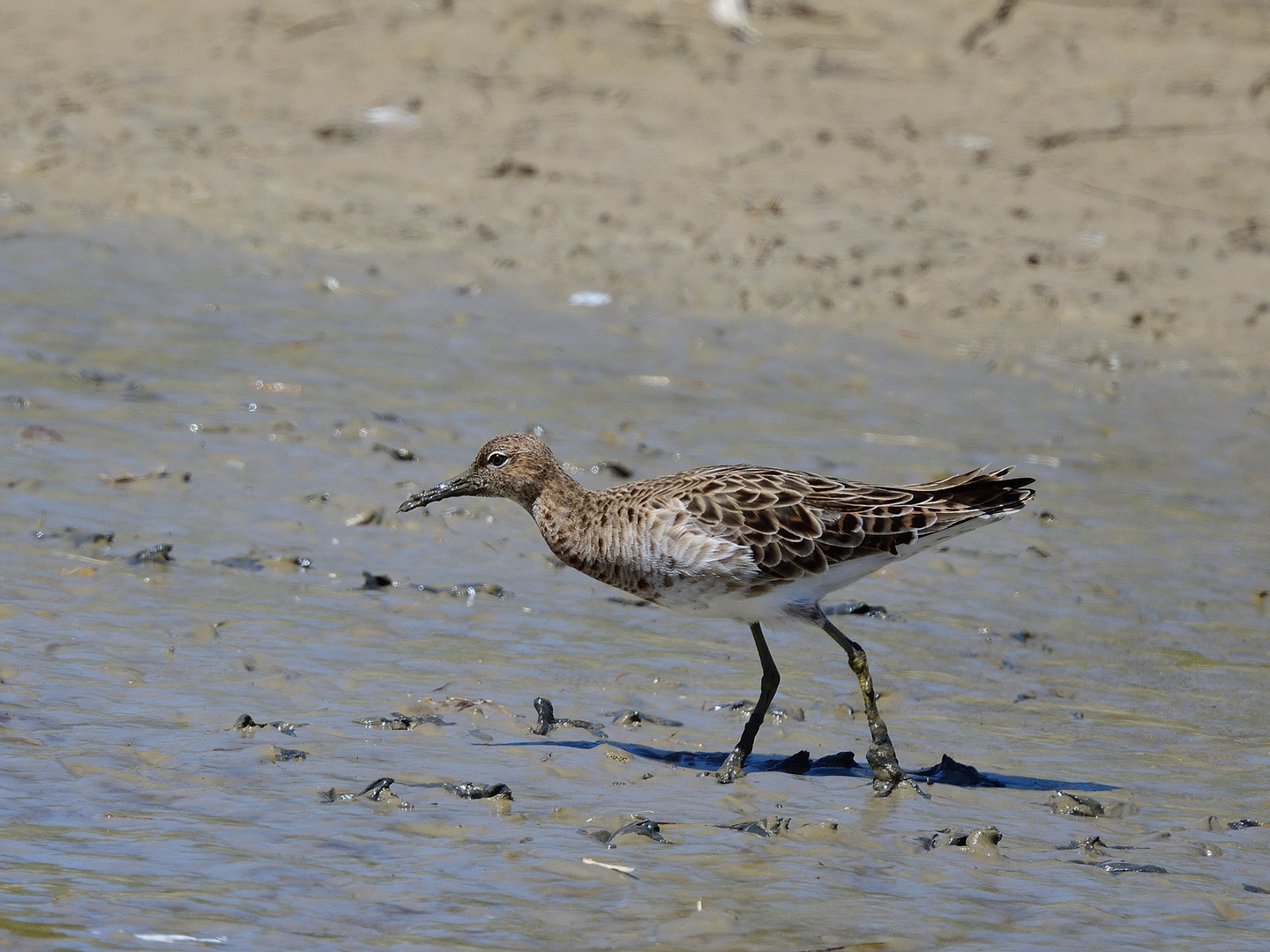 Kampfläufer, (Calidris pugnax), ruff, Combatiente