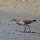 Kampfläufer, (Calidris pugnax), ruff, Combatiente